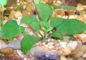 Продам (розница) аквариумные растения  - <ro>Изображение</ro><ru>Изображение</ru> #6, <ru>Объявление</ru> #420718