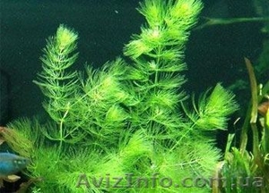 Продам (розница) аквариумные растения  - <ro>Изображение</ro><ru>Изображение</ru> #3, <ru>Объявление</ru> #420718