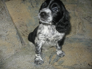 Недорого. Плановые щенки русского охотничьего спаниеля ФОСУ