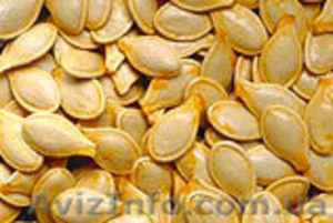 семена кабачка Болгарка «Дамский ноготок» - <ro>Изображение</ro><ru>Изображение</ru> #1, <ru>Объявление</ru> #428654