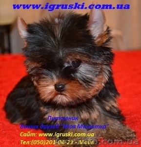 Элитные щеночки йоркширского терьера шоу-класса!!!