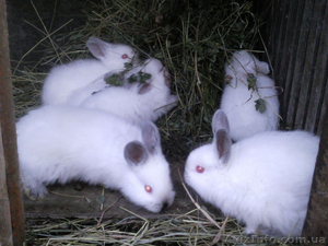 кролики \"бельгийский фландр и калифорнийцы\" - <ro>Изображение</ro><ru>Изображение</ru> #3, <ru>Объявление</ru> #444089