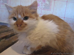 Отдам внимательным хозяевам в частный дом очаровательного рыже-белого котика. - <ro>Изображение</ro><ru>Изображение</ru> #1, <ru>Объявление</ru> #426700
