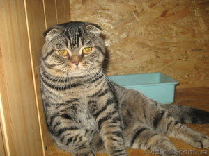продам племенного шотландского кота - <ro>Изображение</ro><ru>Изображение</ru> #1, <ru>Объявление</ru> #452891