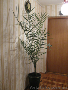 Продается финиковая пальма (2м) - <ro>Изображение</ro><ru>Изображение</ru> #1, <ru>Объявление</ru> #479334
