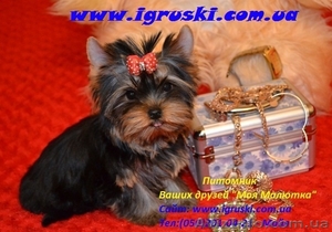 Щенки йоркширского терьера шоу-класса.