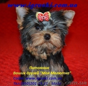 Щеночки йоркширского терьера.