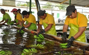 оптовые поставки бананов из эквадора - <ro>Изображение</ro><ru>Изображение</ru> #1, <ru>Объявление</ru> #461570