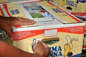 оптовые поставки бананов из эквадора - <ro>Изображение</ro><ru>Изображение</ru> #2, <ru>Объявление</ru> #461570