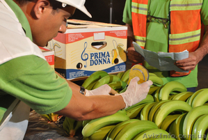оптовые поставки бананов из эквадора - <ro>Изображение</ro><ru>Изображение</ru> #3, <ru>Объявление</ru> #461570