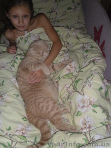 вязка кота шатландец породистый--окрас ЛИЛОВЫЙ  редчайший кот с таким окрасом    - <ro>Изображение</ro><ru>Изображение</ru> #1, <ru>Объявление</ru> #481914