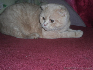 вязка кота шатландец породистый--окрас ЛИЛОВЫЙ  редчайший кот с таким окрасом    - <ro>Изображение</ro><ru>Изображение</ru> #2, <ru>Объявление</ru> #481914