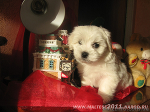 Продаються щенки мальтийской болонки (мальтезе) - <ro>Изображение</ro><ru>Изображение</ru> #2, <ru>Объявление</ru> #508023