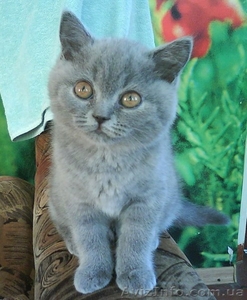 клубный котенок голубого окраса шотландец (скоттиш-страйт) - <ro>Изображение</ro><ru>Изображение</ru> #2, <ru>Объявление</ru> #510785