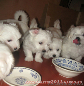 Продаються щенки мальтийской болонки (мальтезе) - <ro>Изображение</ro><ru>Изображение</ru> #6, <ru>Объявление</ru> #508023