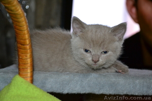 Продам очаровательных плюшевых котят - <ro>Изображение</ro><ru>Изображение</ru> #4, <ru>Объявление</ru> #515629