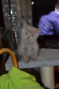 Продам очаровательных плюшевых котят - <ro>Изображение</ro><ru>Изображение</ru> #5, <ru>Объявление</ru> #515629