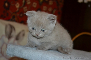 Продам очаровательных плюшевых котят - <ro>Изображение</ro><ru>Изображение</ru> #2, <ru>Объявление</ru> #515629