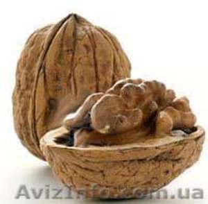 Продам грецкие орехи в скорлупе и ядра грецкого ореха - <ro>Изображение</ro><ru>Изображение</ru> #1, <ru>Объявление</ru> #514197