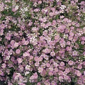 Луковицы цветов,  семена овощей