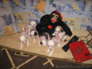 Продам щенка китайской хохлатой (девочка) 3 мес. розовый мрамор - <ro>Изображение</ro><ru>Изображение</ru> #1, <ru>Объявление</ru> #84103
