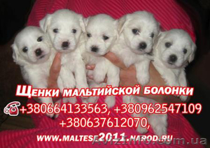 Продаються щенки мальтийской болонки (мальтезе) - <ro>Изображение</ro><ru>Изображение</ru> #1, <ru>Объявление</ru> #508023