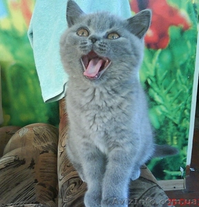клубный котенок голубого окраса шотландец (скоттиш-страйт) - <ro>Изображение</ro><ru>Изображение</ru> #1, <ru>Объявление</ru> #510785