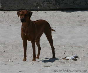 Щенки Родезийского Риджбека с отличной родословной