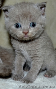 Продам очаровательных плюшевых котят - <ro>Изображение</ro><ru>Изображение</ru> #1, <ru>Объявление</ru> #515629