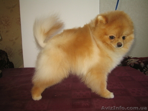 мальчик померанского шпица
