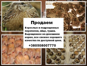 Перепела Фараон.