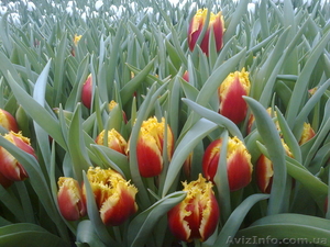 Тюльпаны как оптом так и в розницу - <ro>Изображение</ro><ru>Изображение</ru> #1, <ru>Объявление</ru> #554835