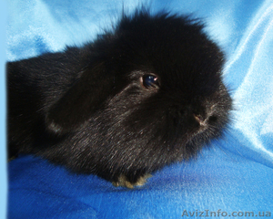 Вислоухие кролики-баранчики