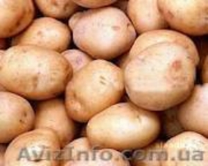 Продам картофель, морковь, капусту, свеклу. - <ro>Изображение</ro><ru>Изображение</ru> #1, <ru>Объявление</ru> #542529