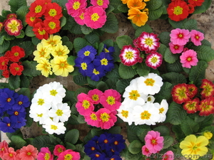 ПРОДАМ ПРИМУЛА цветы на8 марта - <ro>Изображение</ro><ru>Изображение</ru> #1, <ru>Объявление</ru> #528700
