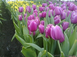 Тюльпаны как оптом так и в розницу - <ro>Изображение</ro><ru>Изображение</ru> #2, <ru>Объявление</ru> #554835