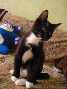 Предлагаю котенка Курильского бобтейла с отличной родословной. - <ro>Изображение</ro><ru>Изображение</ru> #1, <ru>Объявление</ru> #563864
