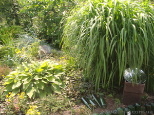 продам дешево декоративные растения из своего сада - <ro>Изображение</ro><ru>Изображение</ru> #2, <ru>Объявление</ru> #604393