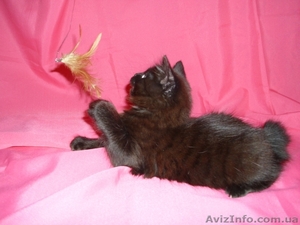 Продам котёнка Курильского бобтейла - <ro>Изображение</ro><ru>Изображение</ru> #3, <ru>Объявление</ru> #505171