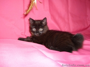 Продам котёнка Курильского бобтейла - <ro>Изображение</ro><ru>Изображение</ru> #2, <ru>Объявление</ru> #505171