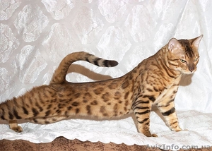 Бенгальский мини леопард, бенгальские котята - <ro>Изображение</ro><ru>Изображение</ru> #3, <ru>Объявление</ru> #631260
