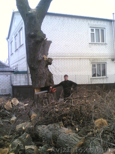 Спил деревьев, спилить деревья, ветки, удалить пень харьков - <ro>Изображение</ro><ru>Изображение</ru> #2, <ru>Объявление</ru> #613592