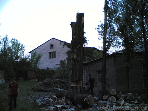 Спил деревьев, спилить деревья, ветки, удалить пень харьков - <ro>Изображение</ro><ru>Изображение</ru> #5, <ru>Объявление</ru> #613592