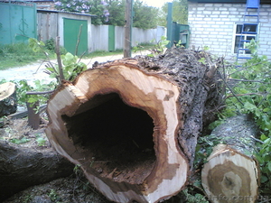 Спил деревьев, спилить деревья, ветки, удалить пень харьков - <ro>Изображение</ro><ru>Изображение</ru> #6, <ru>Объявление</ru> #613592