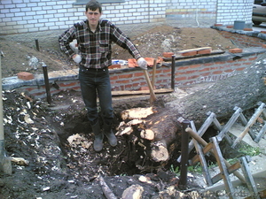 Спил деревьев, спилить деревья, ветки, удалить пень харьков - <ro>Изображение</ro><ru>Изображение</ru> #7, <ru>Объявление</ru> #613592