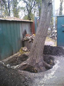 Спил деревьев, спилить деревья, ветки, удалить пень харьков - <ro>Изображение</ro><ru>Изображение</ru> #3, <ru>Объявление</ru> #613592
