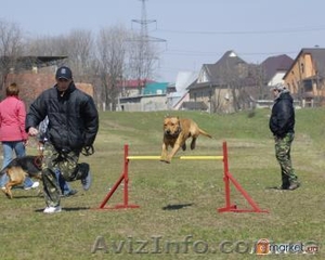 Дрессировка собак в Чугуеве - <ro>Изображение</ro><ru>Изображение</ru> #2, <ru>Объявление</ru> #497885