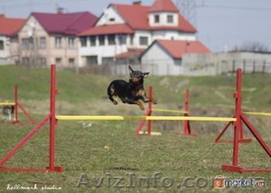 Дрессировка собак в Чугуеве - <ro>Изображение</ro><ru>Изображение</ru> #3, <ru>Объявление</ru> #497885