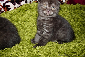 Срочно продам котят британских короткошерстных - <ro>Изображение</ro><ru>Изображение</ru> #1, <ru>Объявление</ru> #669737