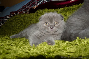 Срочно продам котят британских короткошерстных - <ro>Изображение</ro><ru>Изображение</ru> #2, <ru>Объявление</ru> #669737
